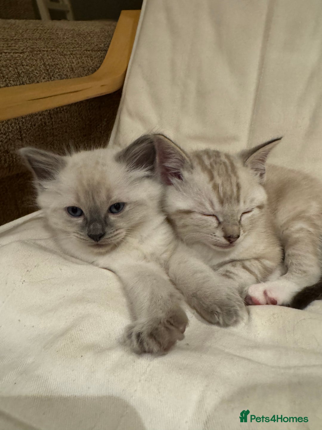 Ragdoll cats for sale: Adorable Ragdoll X Snow Bengal Kittens - Advert 5