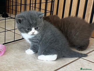 British Shorthair cats 🏆 Beautiful litter british shorthair babies 🥇 - Advert 16