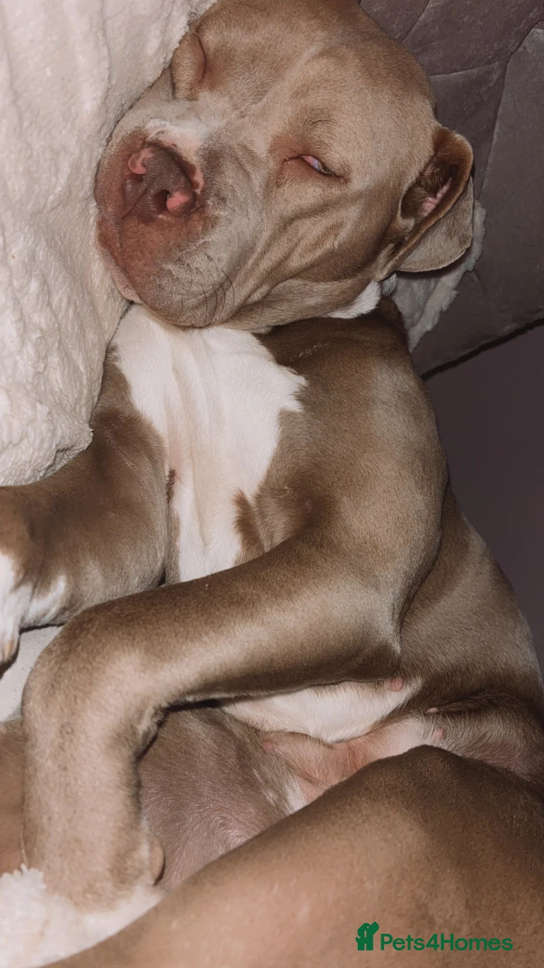 Mixed Breed dogs for sale: American bully  - Advert 5