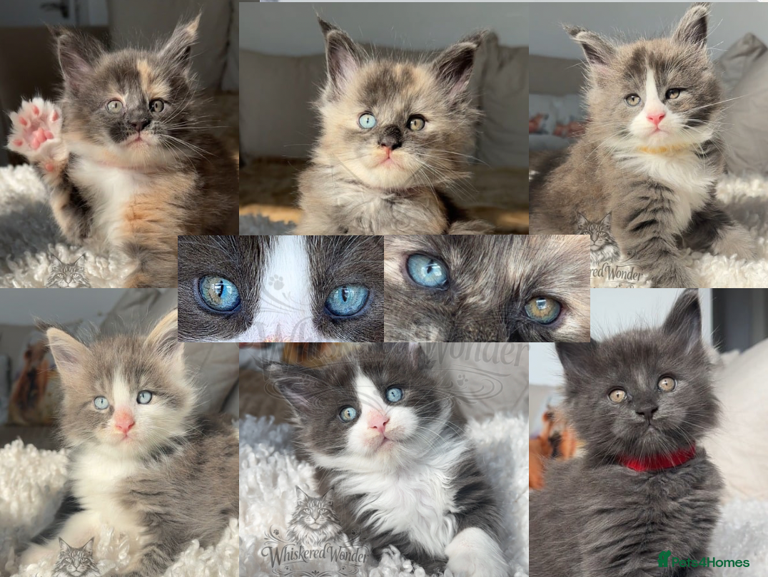 Maine Coon cats Stunning Blue & rare eye Champion maine coon - Advert 7