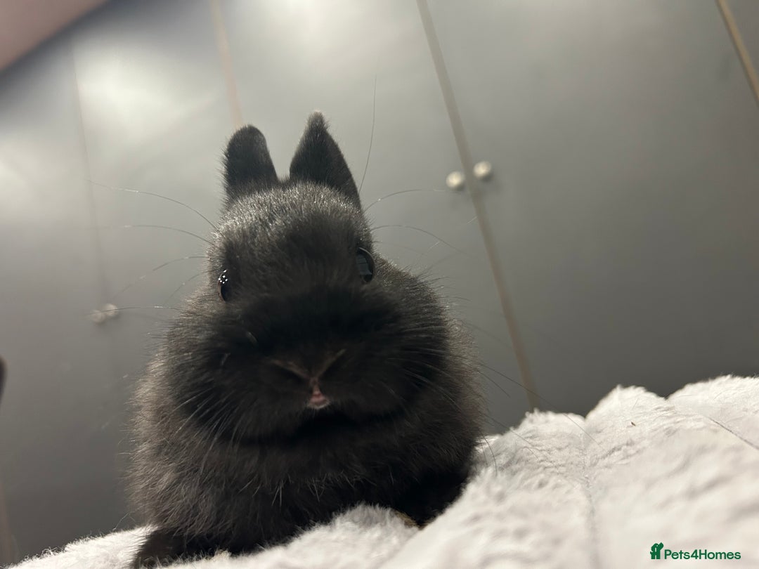 Netherland Dwarf rabbits for sale: Baby Netherland dwarfs  - Advert 7