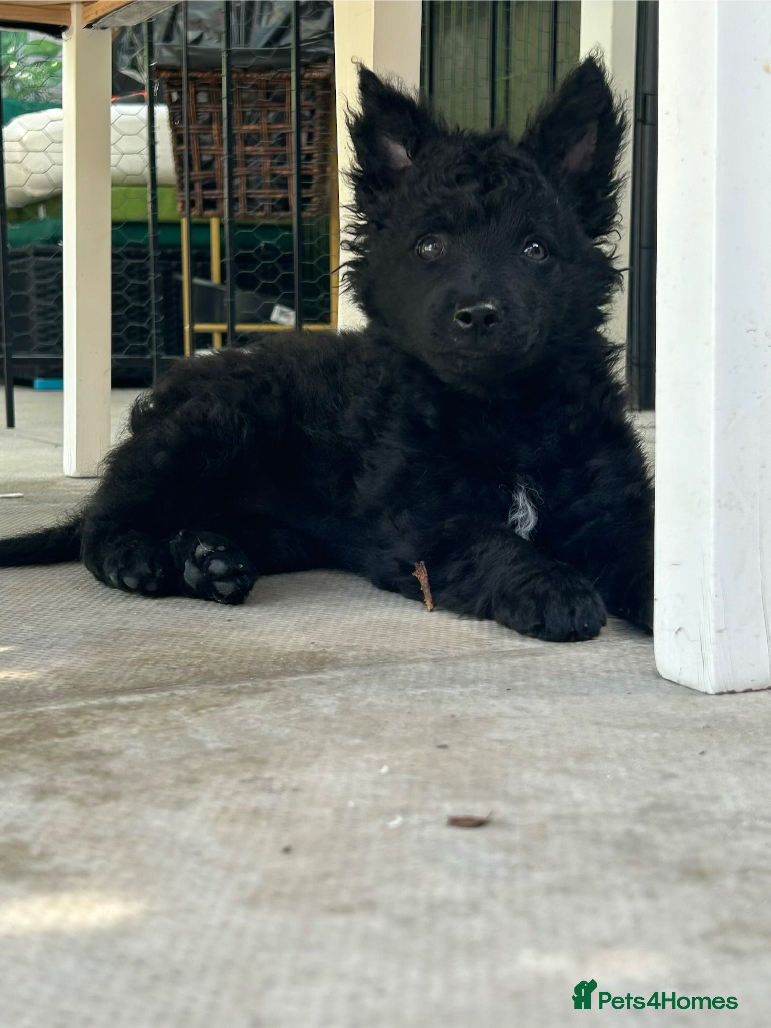 Mudi dogs KC registered Hungarian Mudi puppies  - Advert 1