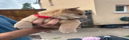 Chow Chow dogs for sale: Chow pups ready now - Advert 4