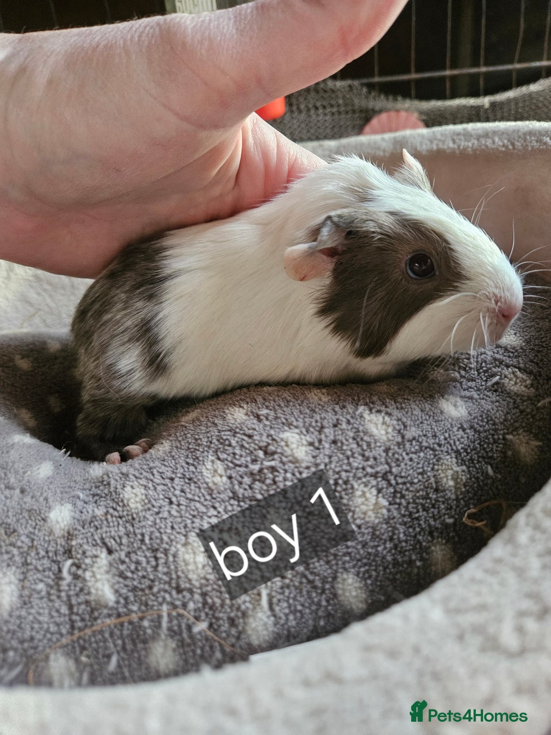 Guinea Pig rodents for sale: Baby boy guinea pigs ready now - Advert 2