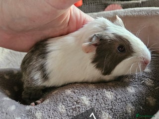 Guinea Pig rodents Baby boy guinea pigs ready now - Advert 14