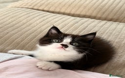 Persian cats for sale: Half Persian male  - Image 13