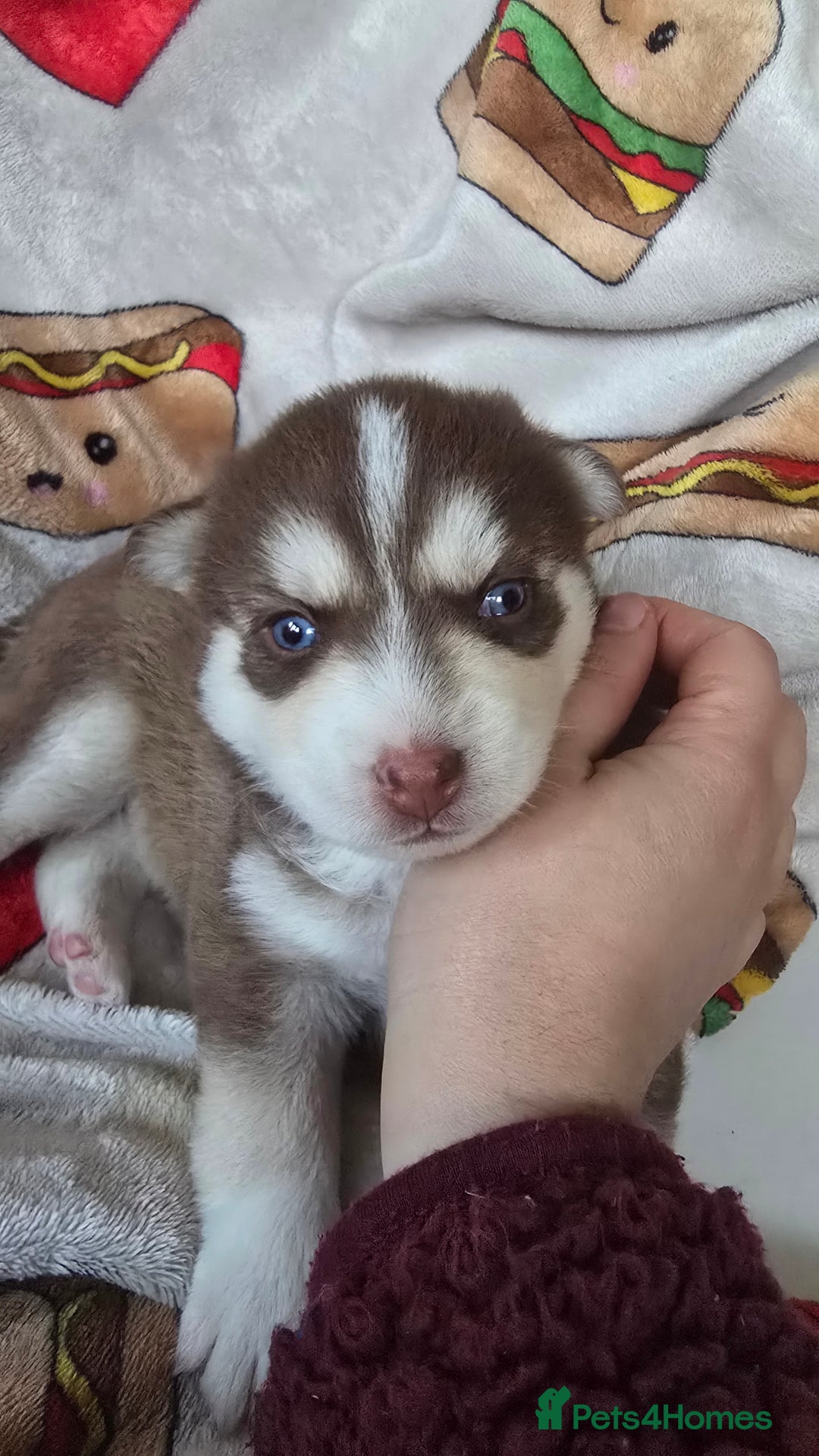 Pomsky dogs for sale: Pomsky Puppies for Sale - Advert 36