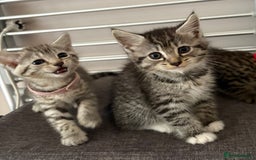Mixed Breed cats for sale: Silver & brown British shorthair / bengal kittens  - Image 3