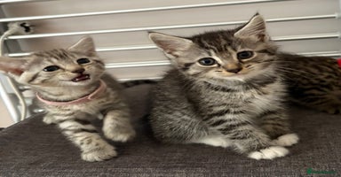 Mixed Breed cats - Advert 6