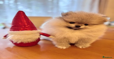 Pomeranian dogs - Advert 16