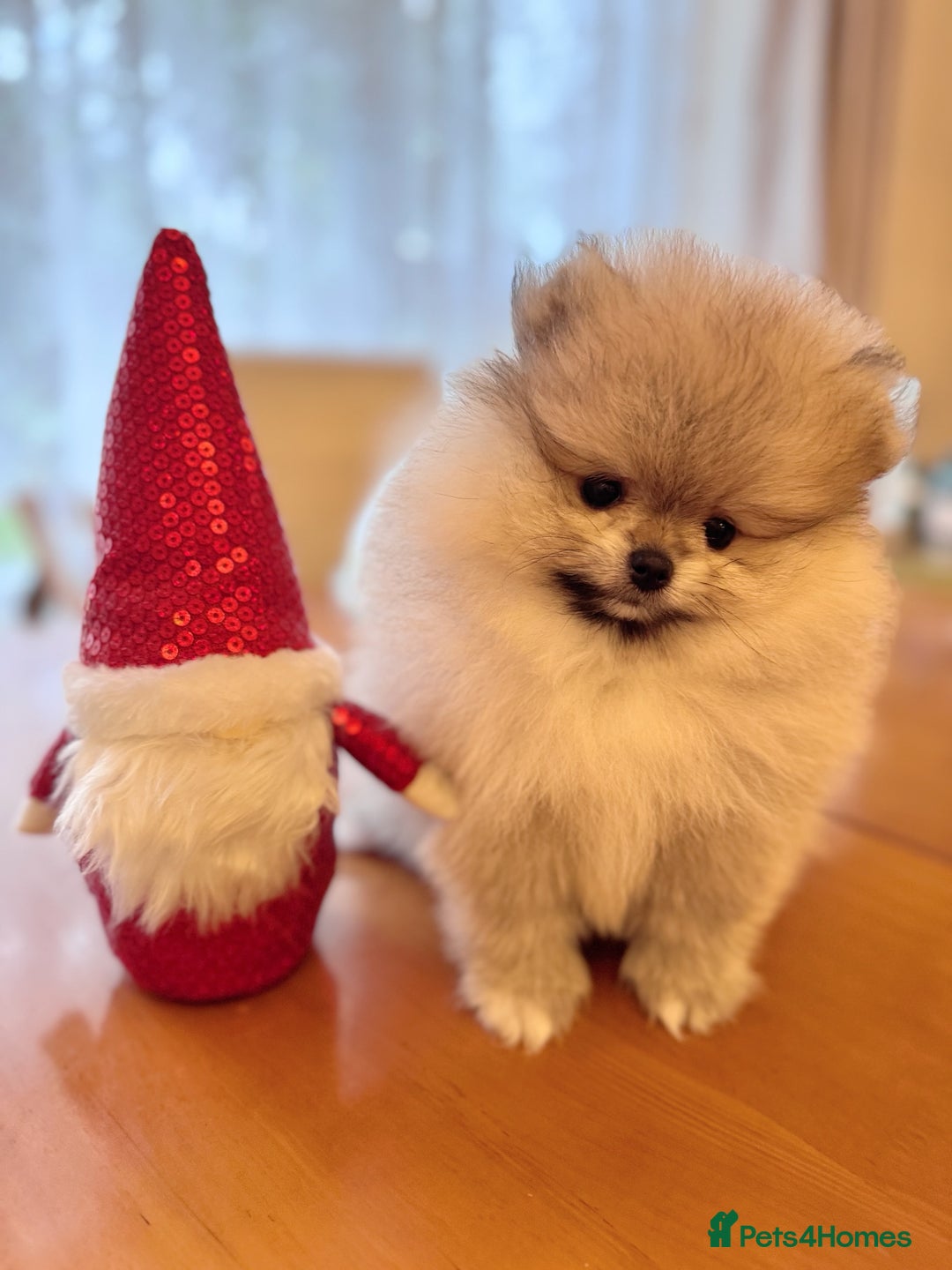 Pomeranian dogs for sale: Adorable Purebred Pomeranian Puppies – Male - Image 2