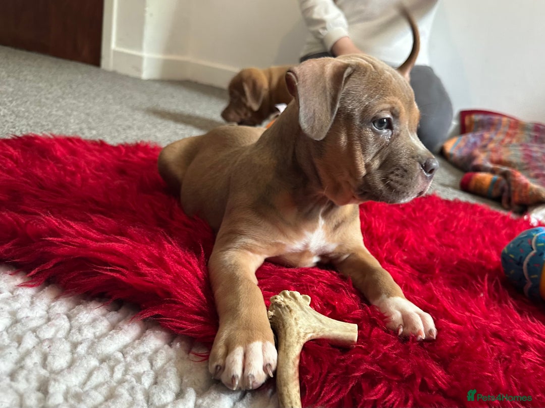 American Bully dogs for sale: Reduced pocket bully’s. Ready to leave! - Image 6