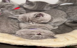 British Shorthair cats for sale: SALE - ONLY 1 LEFT - British Shorthair kittens - Image 25