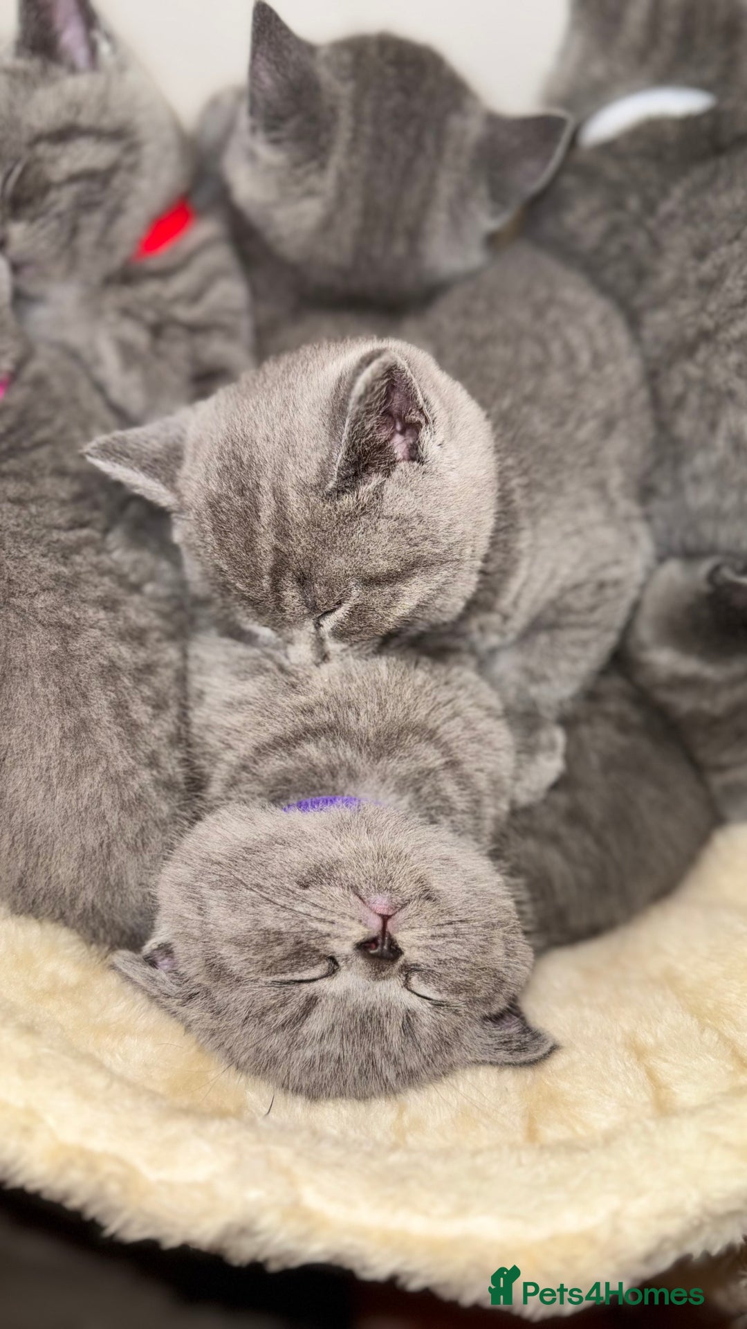 British Shorthair cats for sale: SALE - ONLY 1 LEFT - British Shorthair kittens - Image 25