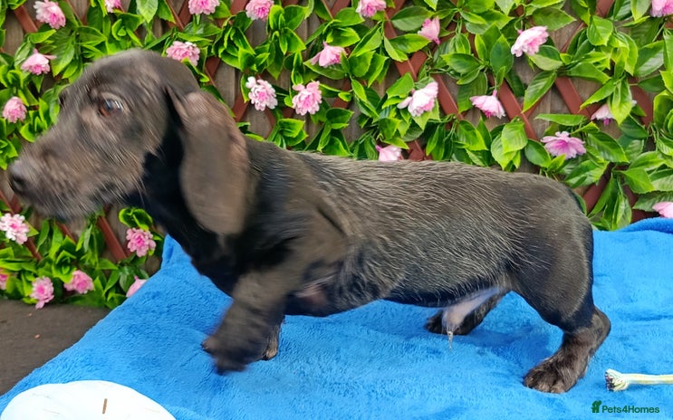 Miniature Dachshund dogs - Advert 4