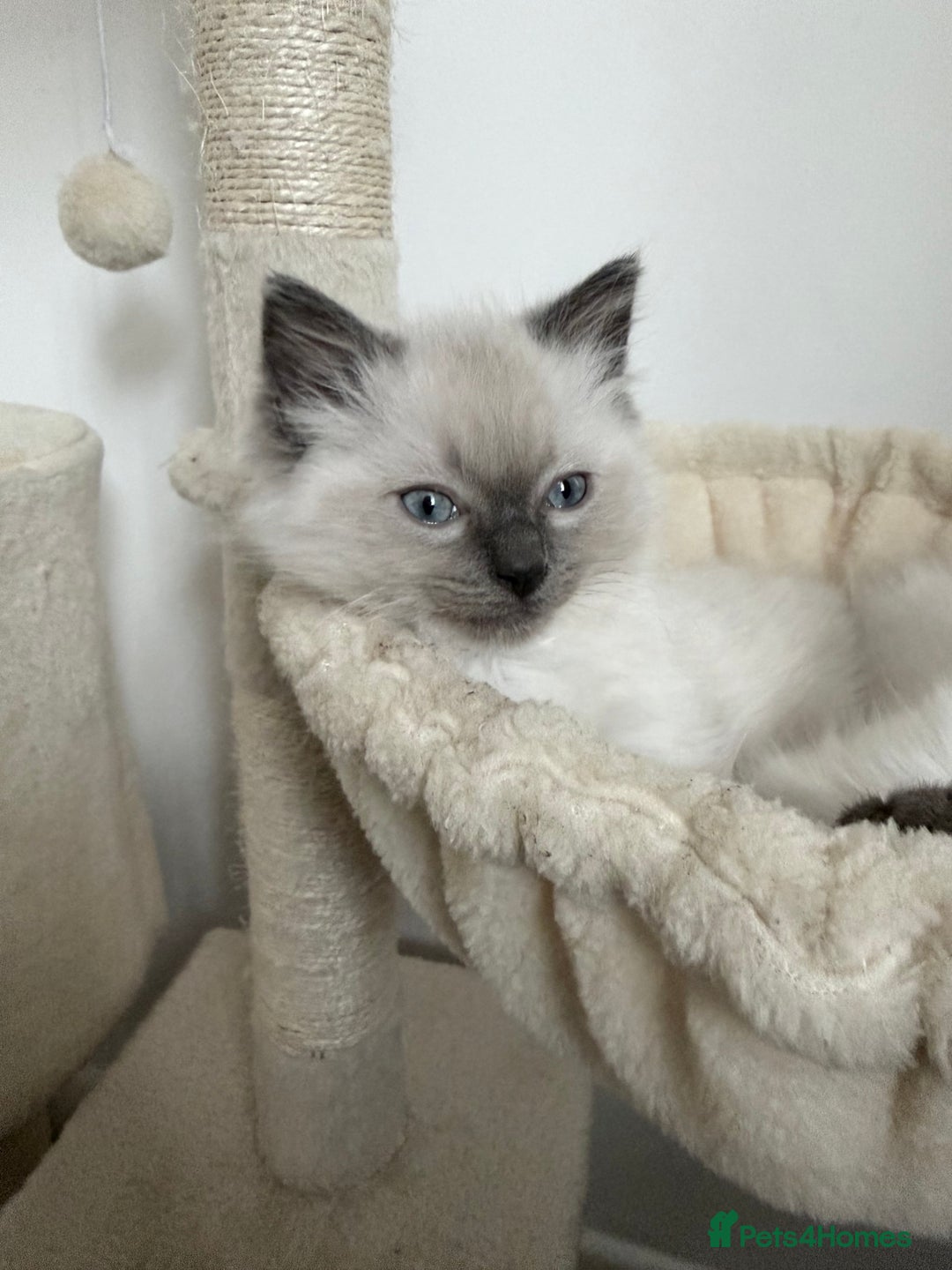 Ragdoll cats for sale: 2 Male Ragdoll Kittens  - Advert 3