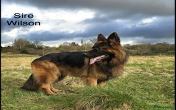 German Shepherd dogs for sale: GERMAN SHEPHERD LONG COATED PUPPIES - Image 12