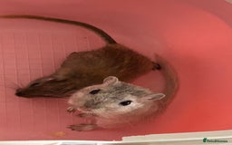 Gerbil rodents for sale: Father and son gerbils looking for a new home  - Image 3