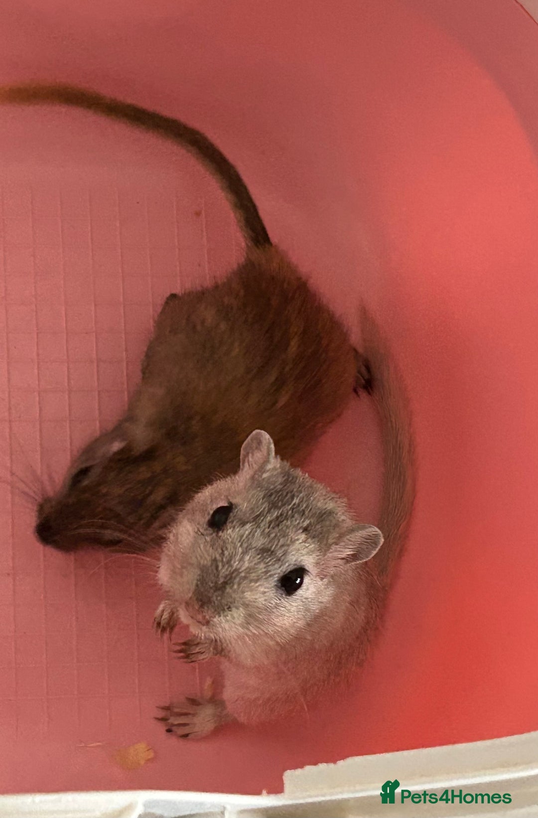Gerbil rodents for sale: Father and son gerbils looking for a new home  - Image 3