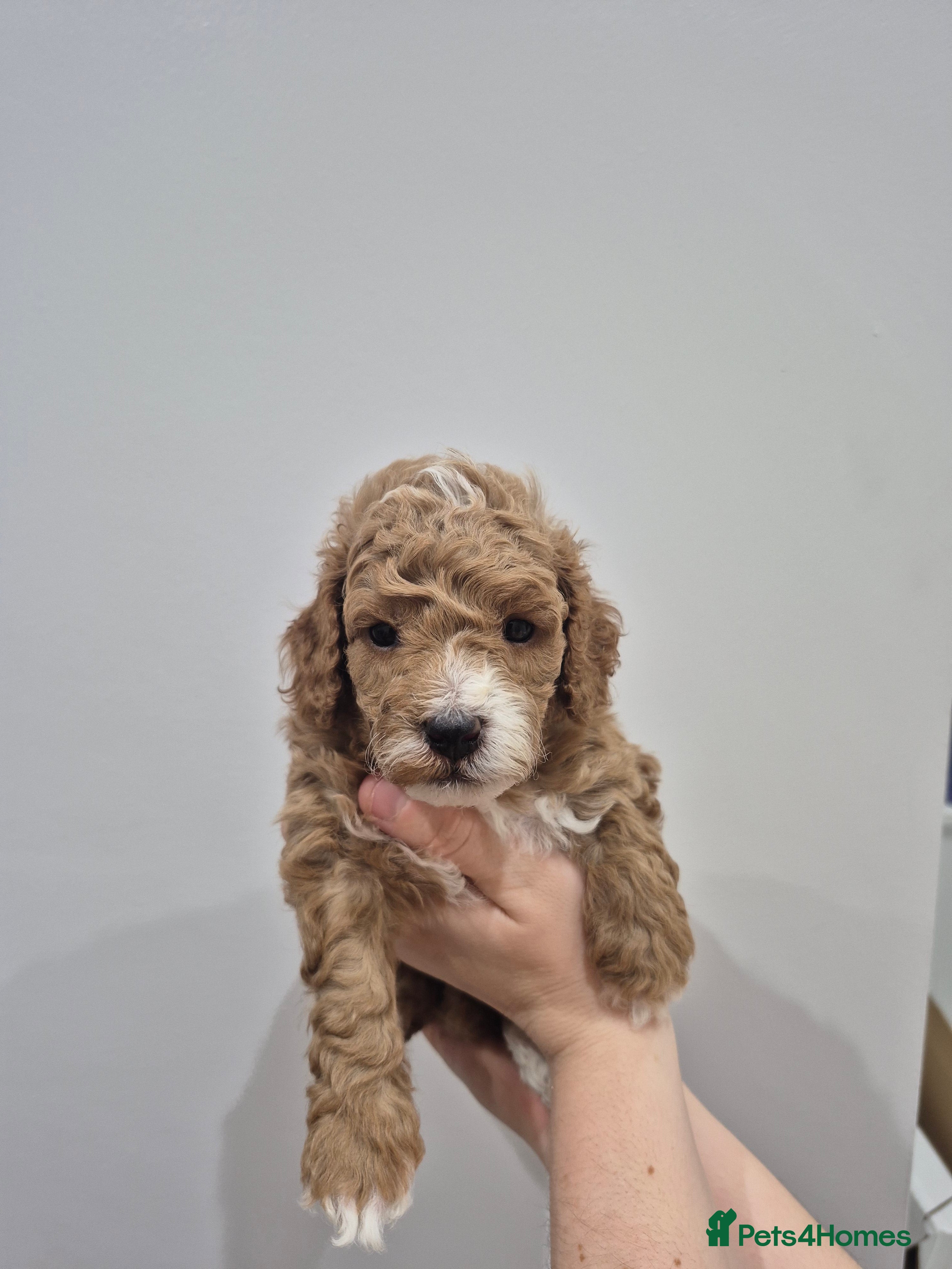 Cockapoo dogs F1B red and apricot cockapoo puppies  - Advert 4