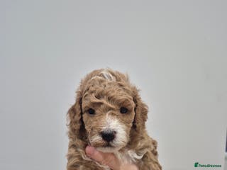 Cockapoo dogs F1B red and apricot cockapoo puppies - Advert 3