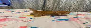 Ginger boy