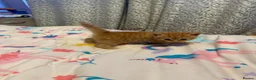 Mixed Breed cats for sale: Playful sweet kittens looking for forever home - Advert 15