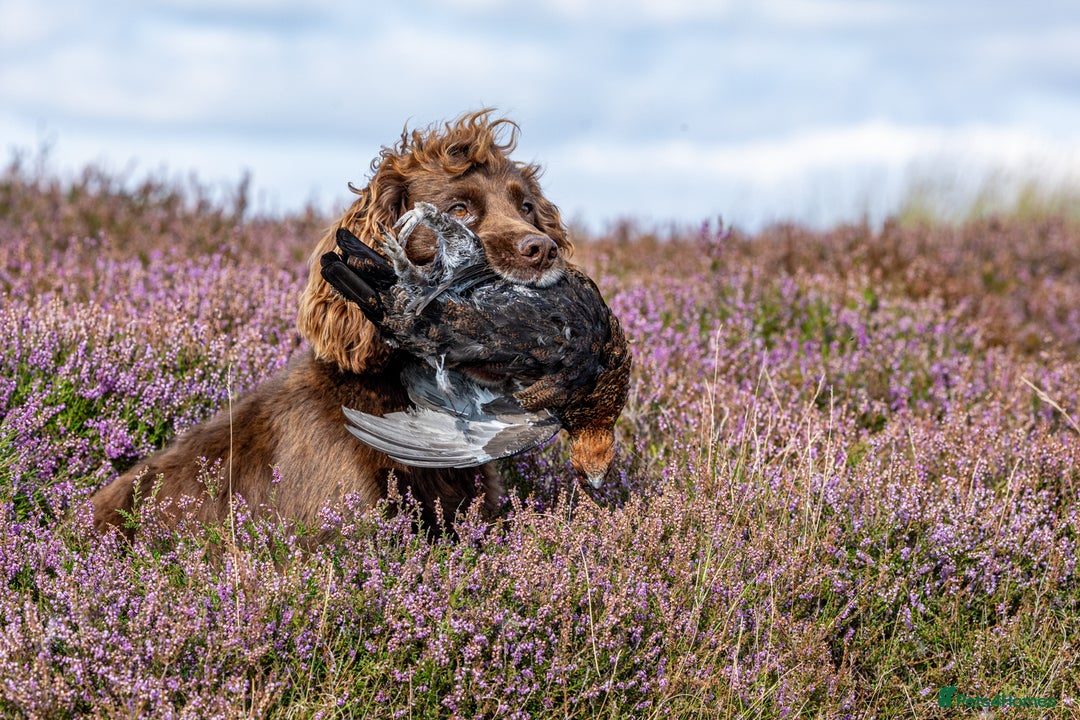 Cocker Spaniel dogs for stud: Working cocker spaniel for stud in Bedale - Image 13