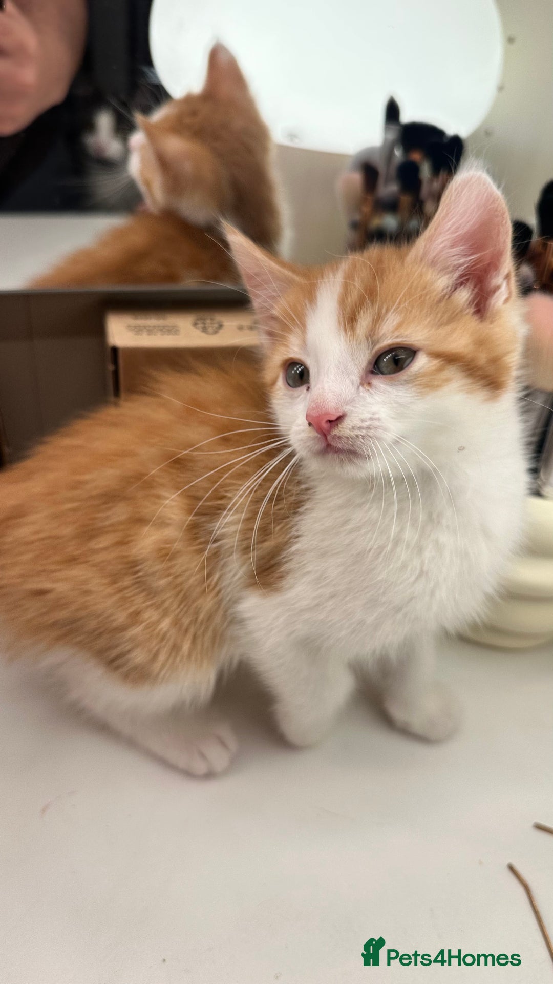 Mixed Breed cats for sale: 6 mixed breed ( shorthair and longhair) kittens - Advert 10