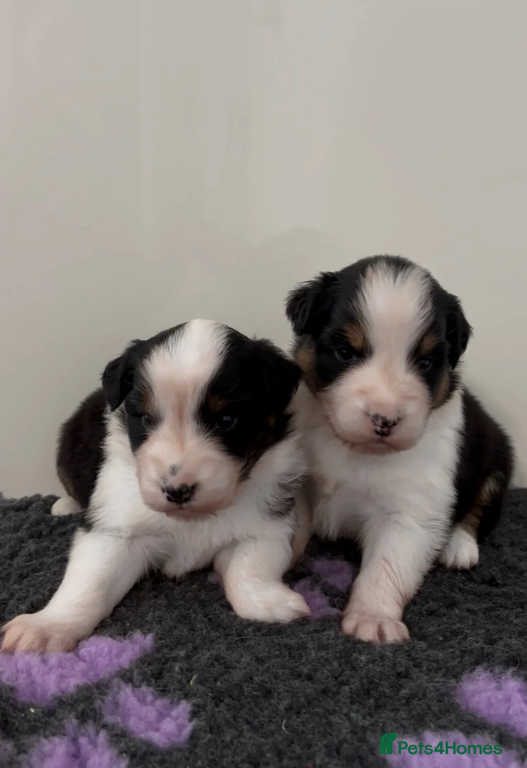 Australian Shepherd dogs for sale: Australian Shepherd Puppies - Advert 2