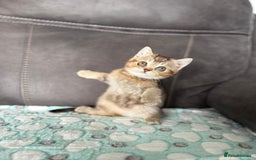 British Shorthair cats for sale: Beautiful GCCF kittens from champion lines  - Image 5