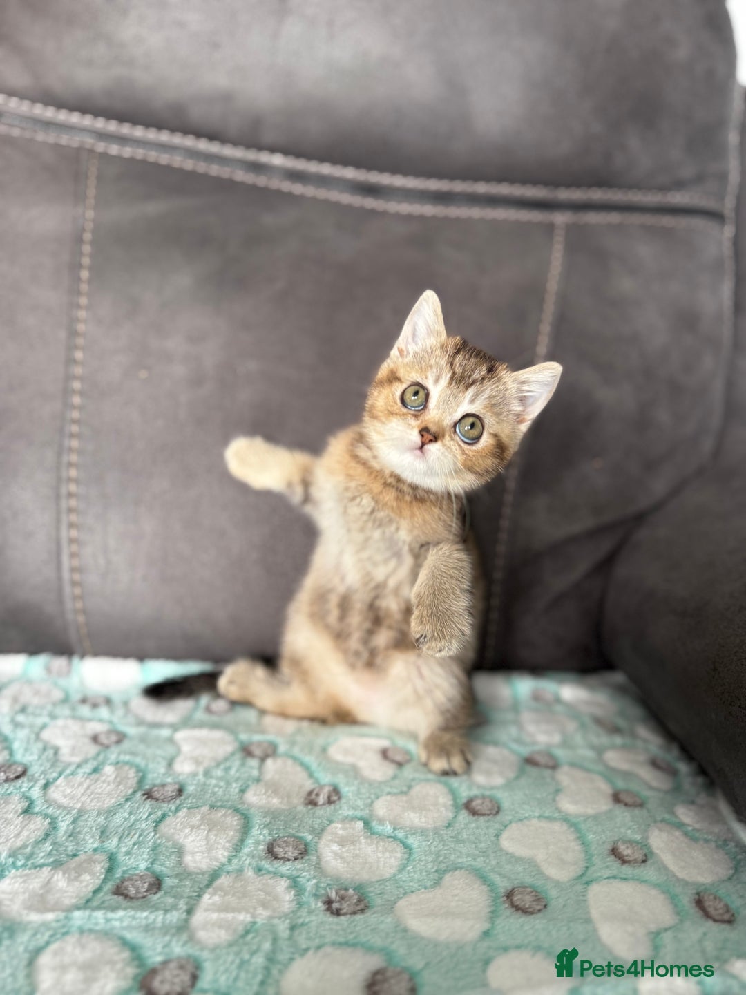 British Shorthair cats for sale: Beautiful GCCF kittens from champion lines  - Image 5
