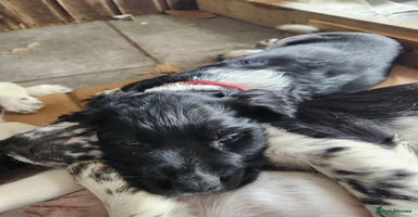 English Springer Spaniel dogs - Advert 13