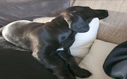 Mixed Breed dogs for sale: Meet Luna- your new best friend  - Image 4