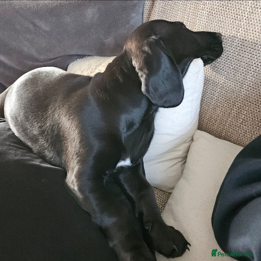 Mixed Breed dogs for sale: Meet Luna- your new best friend  - Image 4