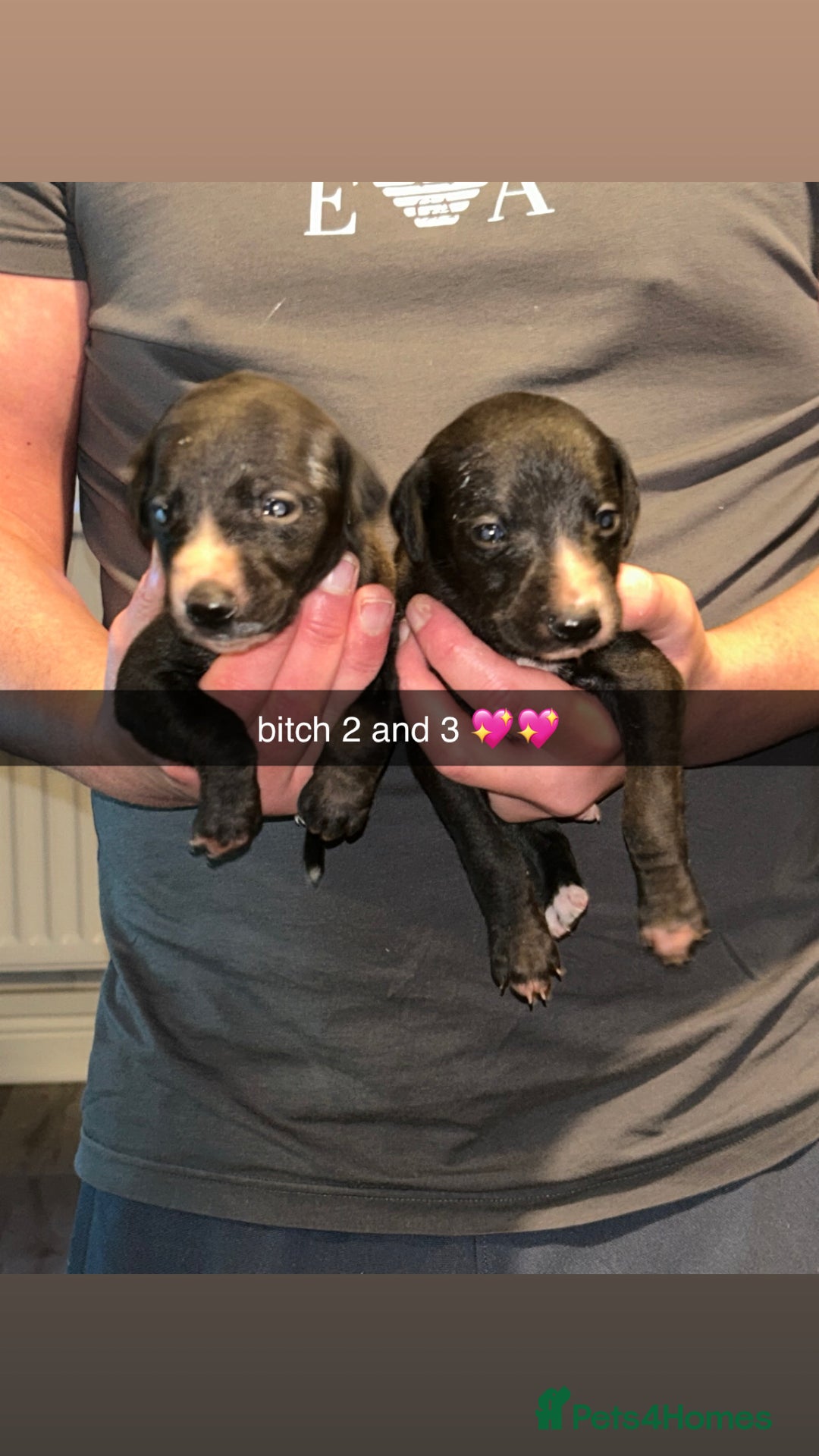 Whippet dogs for sale: whippets  - Advert 4