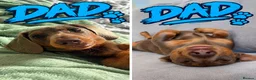 Miniature Dachshund dogs for sale: Beautiful isabella and tan miniture dachshunds  - Advert 7