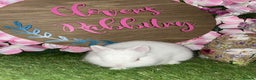 Netherland Dwarf rabbits for sale: Pedigree Netherland dwarfs - Advert 4
