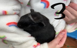 Guinea Pig rodents for sale: Boars Only 1 pair left now!  - Image 1
