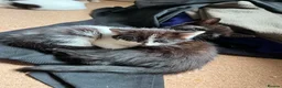 Mixed Breed cats for sale: 6 Fluffy Kitties - Advert 11