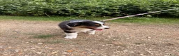 Australian Shepherd dogs for sale: The last beautiful female Australian Shepherd in Poole - Advert 24