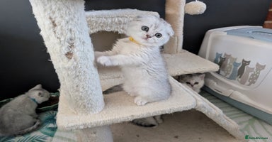 Scottish Fold cats 🥰 Scottish fold kitties for loving homes 💗 - Advert 3