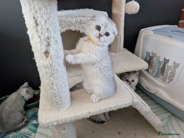 Scottish Fold cats 🥰 Scottish fold kitties for loving homes 💗 - Advert 3