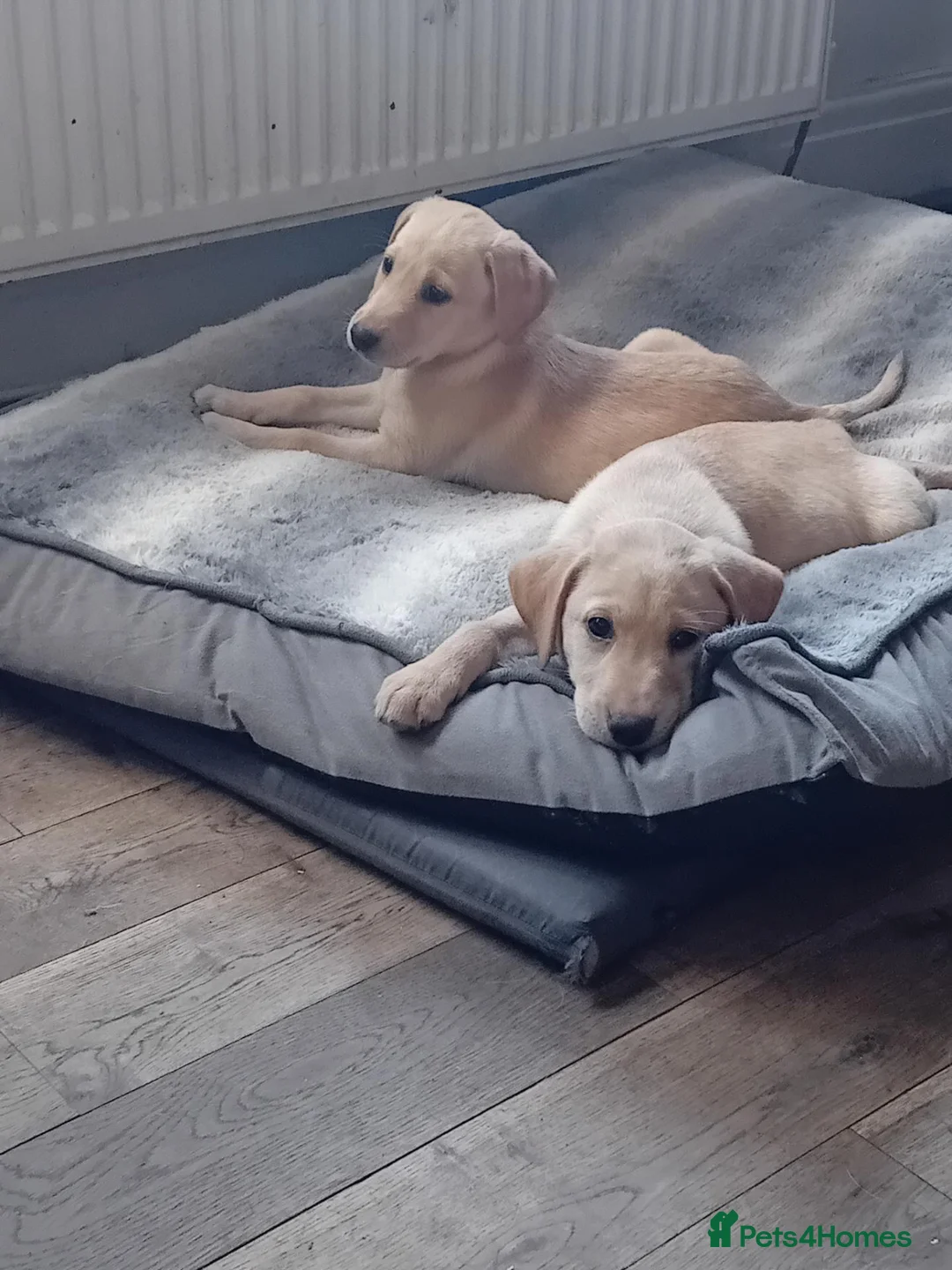 Labrador Retriever dogs for sale: Ready to go now Labrador pups for sale.  - Advert 1