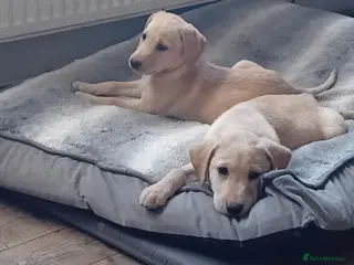 Labrador Retriever dogs Labrador pups for sale black and fox red. - Advert 11