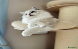 Ragdoll cats for sale: TICA registered blue mink ragdoll kitten - Image 6