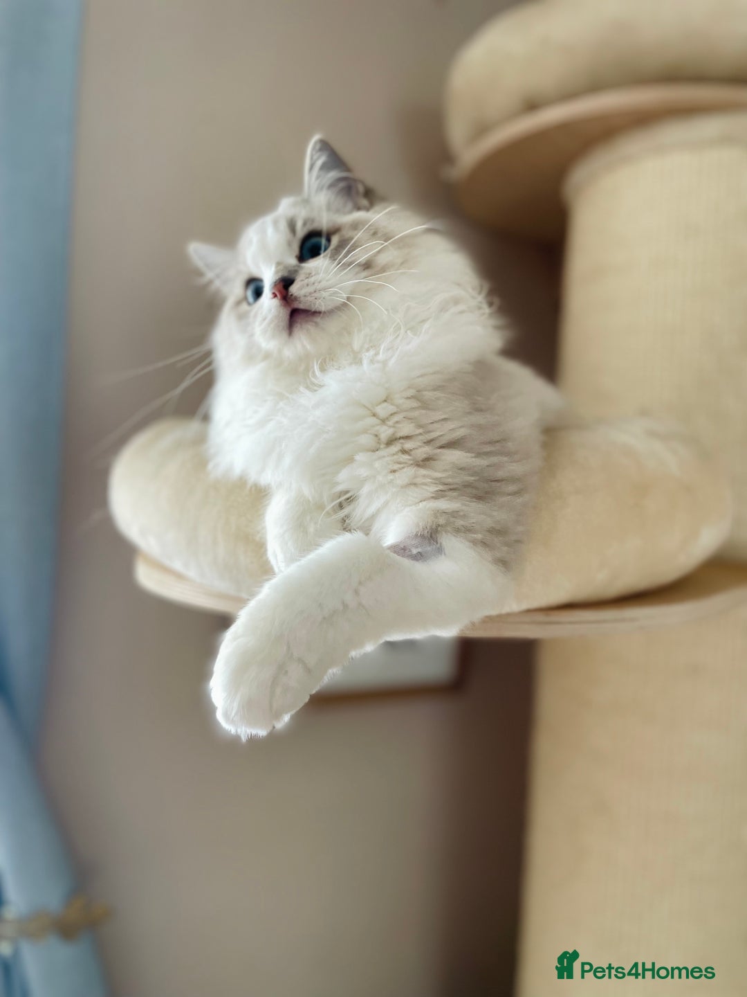 Ragdoll cats for sale: TICA registered blue mink ragdoll kitten - Image 6