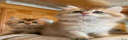 British Shorthair cats for sale: 😻British golden shorthair/longhair😻 - Advert 8