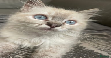 Ragdoll cats - Advert 1