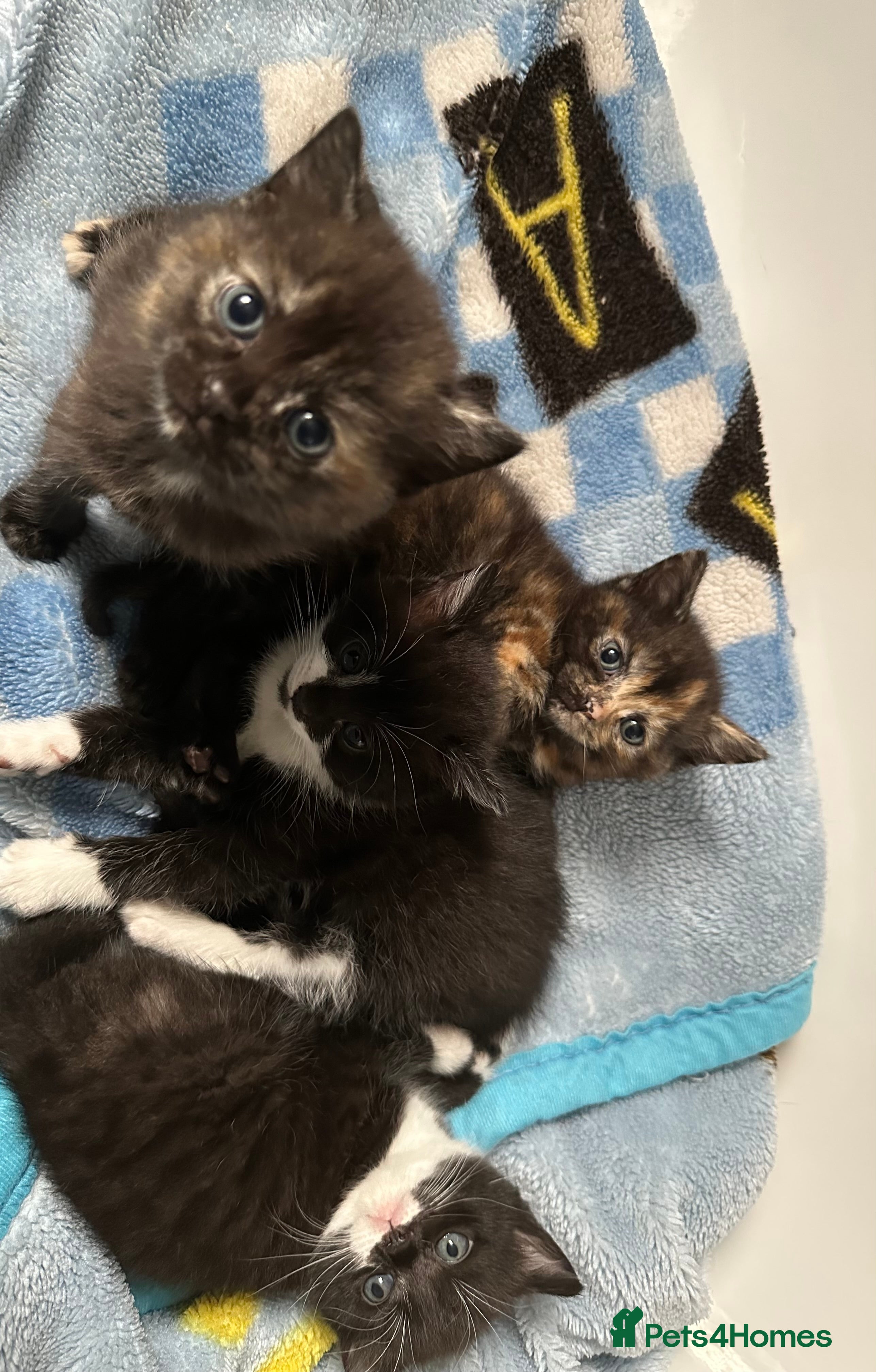 Mixed Breed cats Playful British Shorthair & Longhair Mix Kittens - Advert 2